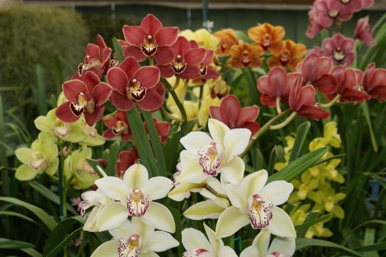 Cymbidium Cuidados de la Orquídea Cymbidium 100 Últil y Práctico