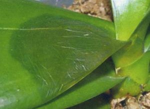 cuidados de las orquídeas, bacterias, enferemedades de las orquídeas