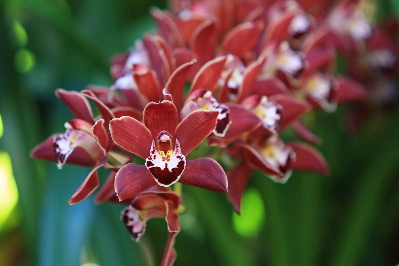 ▷ Cymbidium. Cuidados de la Orquídea Cymbidium 100% Últil y Práctico