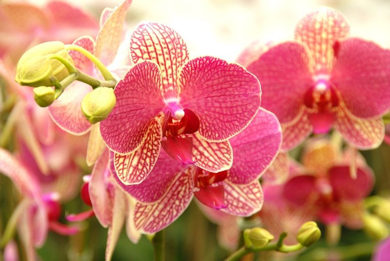 ▷ Phalaenopsis. Como Cuidar Orquídeas Phalaenopsis 100% Práctico