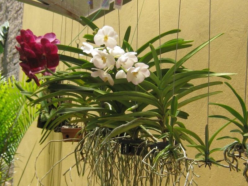 ▷ Vanda. Como Cuidar Orquídeas Vanda: Tutorial 100% Práctico