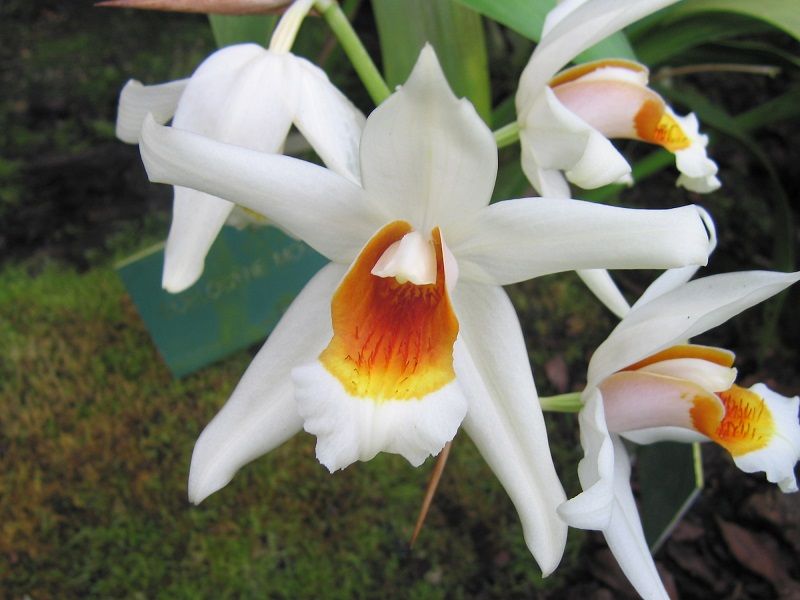 ▷ Tipos de Orquídeas. Variedades y Origen de las Orquídeas