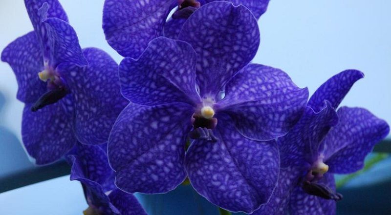 ▷ Tipos de Orquídeas. Variedades y Origen de las Orquídeas