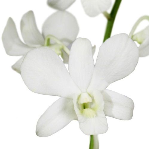 ▷ Orquídeas Blancas【 Significado, Variedades, Fotos de Orquídeas 】
