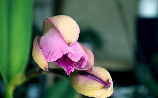 ▷ ORQUÍDEAS MEXICANAS【 Orquídeas Silvestres Mexicanas 】