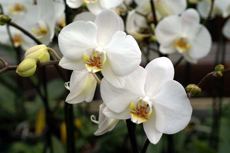 Details 300 picture tipos de orquídeas blancas