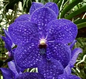 ▷ Orquídeas Azules【 Significado, Cuidados, Fotos de Orquídeas 】