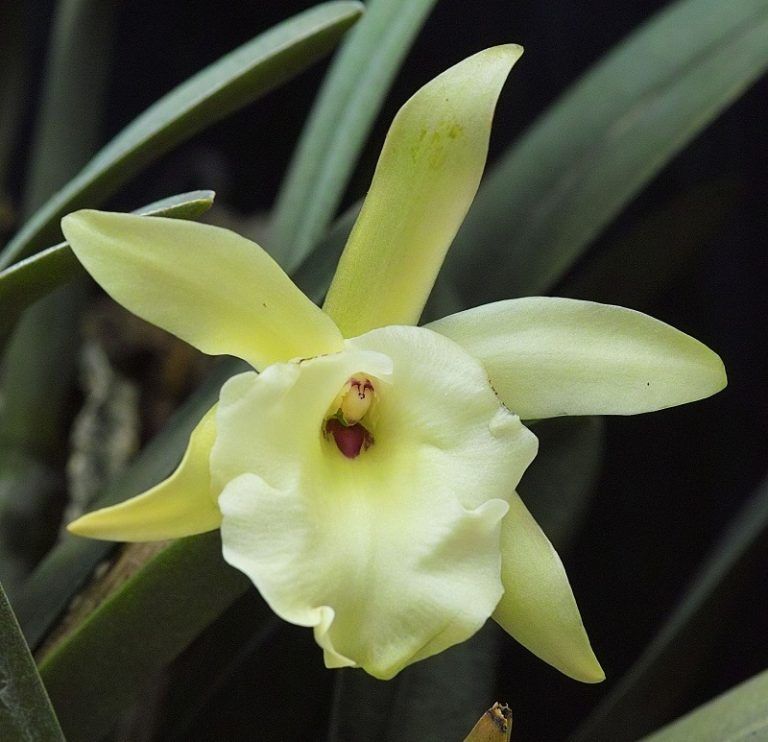 Orquídeas Brassavola【 Guía: Como Cuidar Orquídeas B. Nodosa