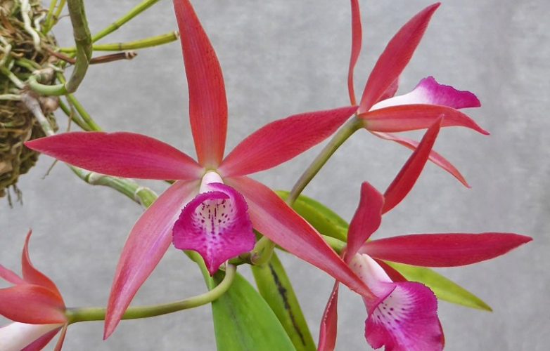 ▷ Orquídeas Brassavola【 Guía: Como Cuidar Orquídeas B. Nodosa 】