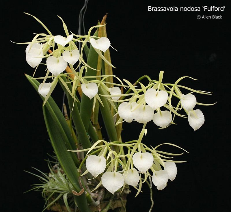 ▷ Orquídeas Brassavola【 Guía: Como Cuidar Orquídeas B. Nodosa 】