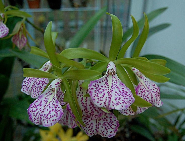 ▷ Orquídeas Brassavola【 Guía: Como Cuidar Orquídeas B. Nodosa 】