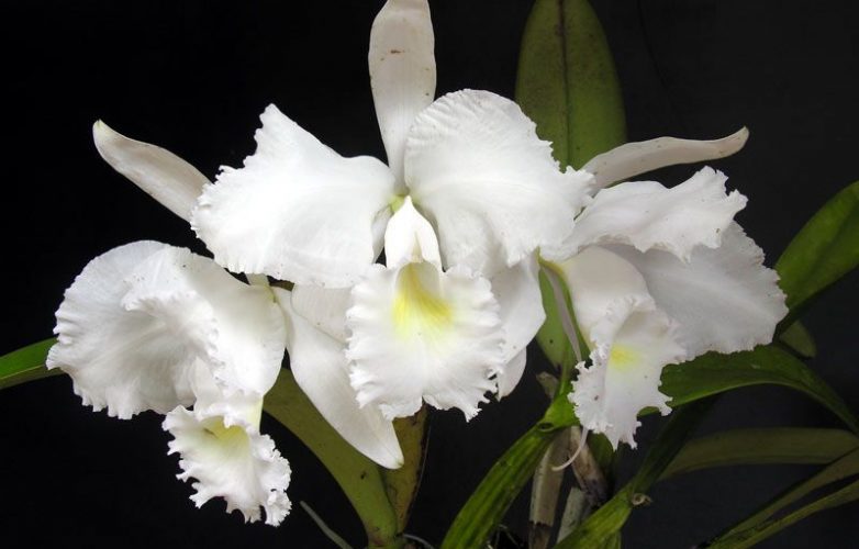 ▷ Cattleya ídea Colombiana. Guía de Cultivo: 100% Práctico