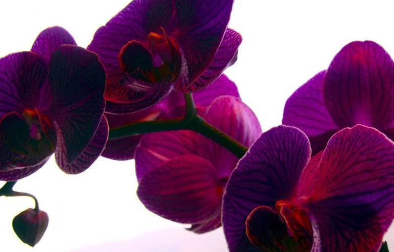 ▷ Orquídeas MORADAS【 Significado, Cuidados, Fotos de Orquídeas 】