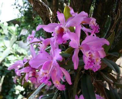 ▷ Orquídeas, Orchidaceae. La Mejor Web de Orquídeas