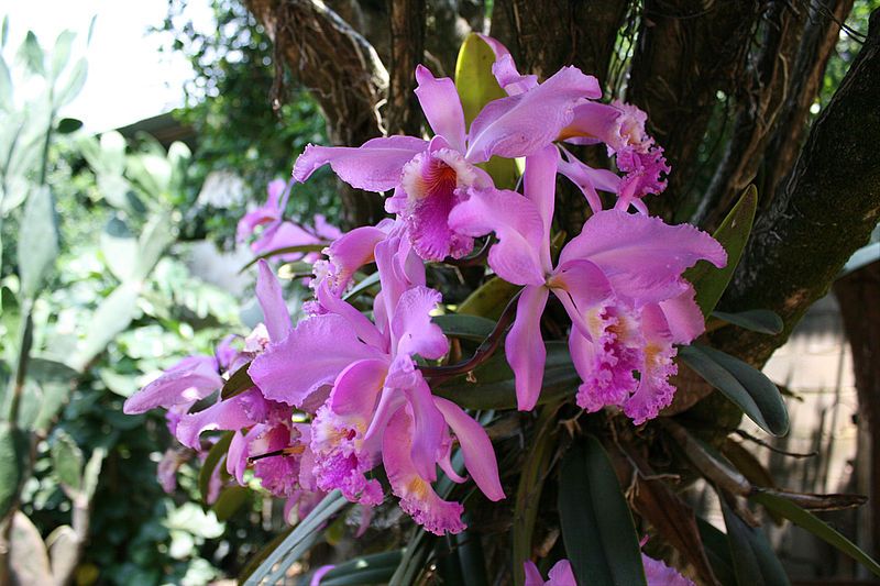 Top 48+ clases de orquideas colombianas