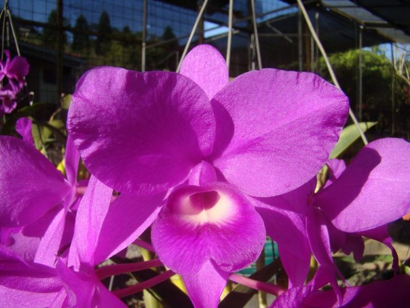 ▷ ORQUÍDEAS DE COSTA RICA【 Variedades Orquídeas Costa Rica 】